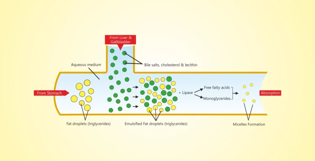 Importance of emulsifier in growth, performance & carcass quality in poultry production