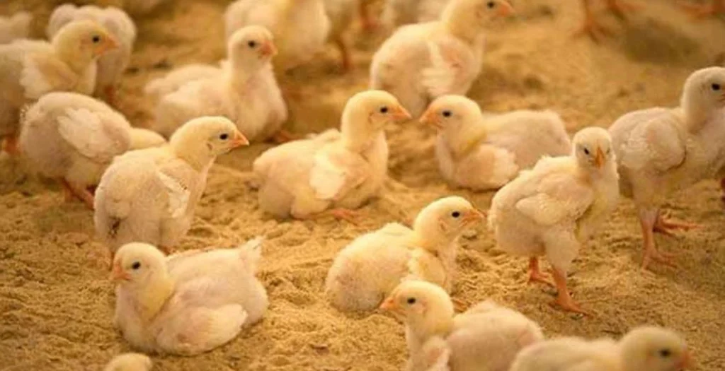 Poultry litter management